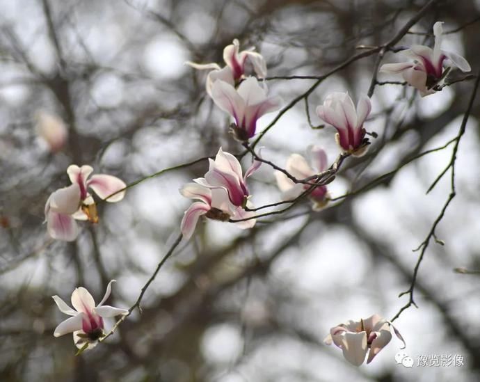 春分，赏花品香不负春