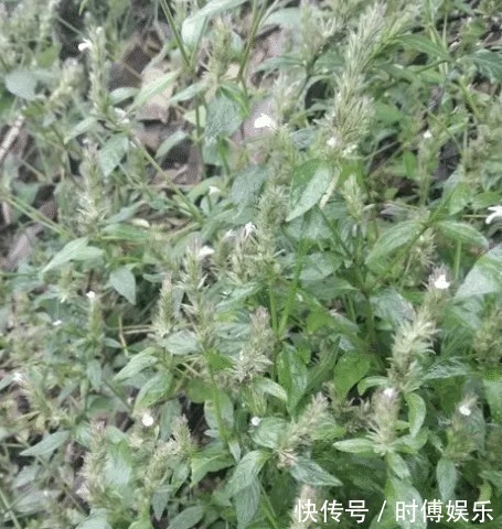 野草|三天挖不到一斤,每斤卖800元,见到别错过,因为它很稀罕!