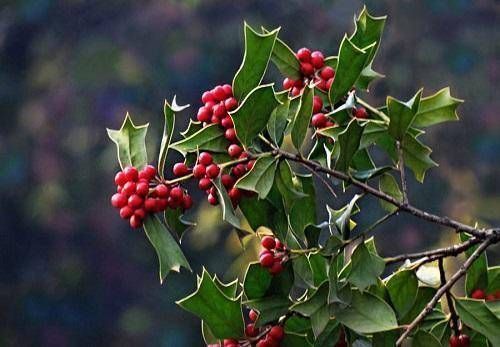 寓意|这树为“圣诞”而生,有着红果子和翠绿叶片,寓意红火大家都喜欢