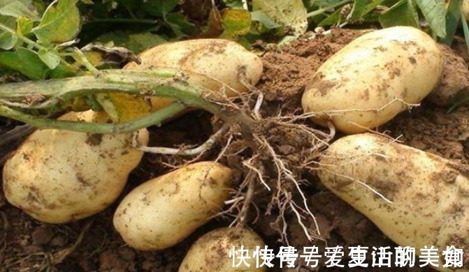 矿物质|女人到中年,容易长肚子,建议多吃点碱性食物,肚腩悄悄不见