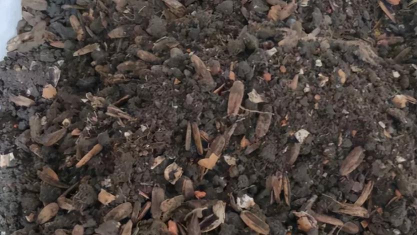 发酵羊粪，用来养花该注意什么？