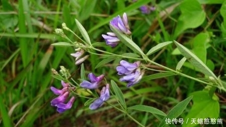 开紫花的草本植物