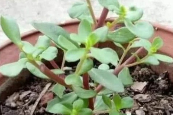 白发|马齿笕加一宝泡一泡,白发变黑发,秃发没了,用过的人都说好!