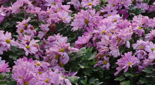 喜欢菊花，不如养盆优良名菊‘花洒玖瑰’花色靓丽，美丽淡雅！