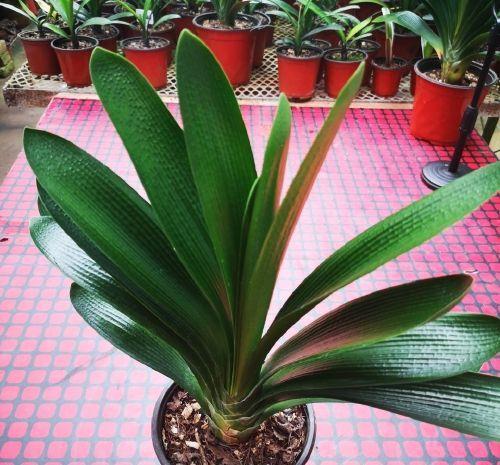 君子兰生长缓慢,教你做一款不用花钱的肥料