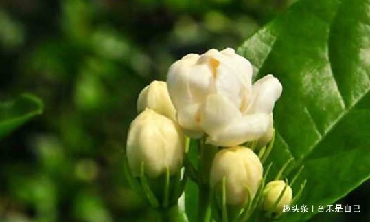 健胃消食|女人爱美,常吃4种食物,健胃消食,清肝明目,预防心血管疾病