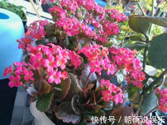 花苞|长寿花能否“早开花”注意3个“小细节”，30天长粗枝、花爆盆