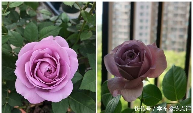 缺点|“无缺点”月季花,四季开花,香气浓郁,南北都能种,室内也能养!