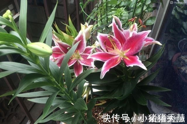 最好养的花之一，丢土里就能活，开花早，花香飘满室，适合新手养！