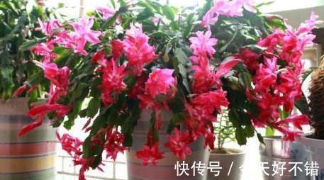 淘米水中加3种料,植物叶片翠绿,花朵蹭蹭冒不停,快瞧瞧吧