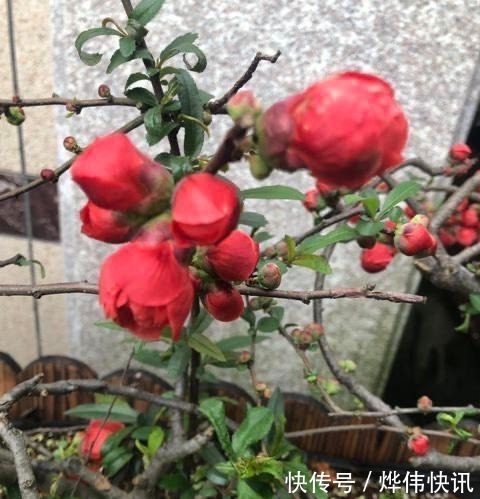 一种花叫“木瓜”,耐寒好养,开花漂亮,春季开满枝,比玫瑰美