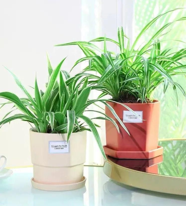 冬天必养的4种花,个个都能清新空气,家里养一盆,典雅又大方