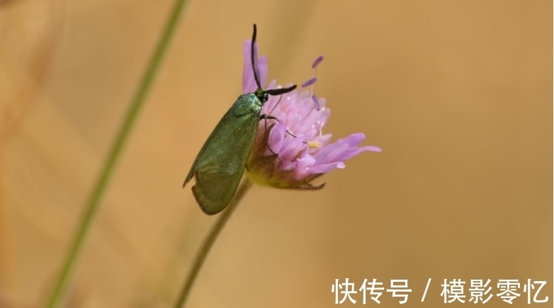 秘密|关于天蝎座的小秘密