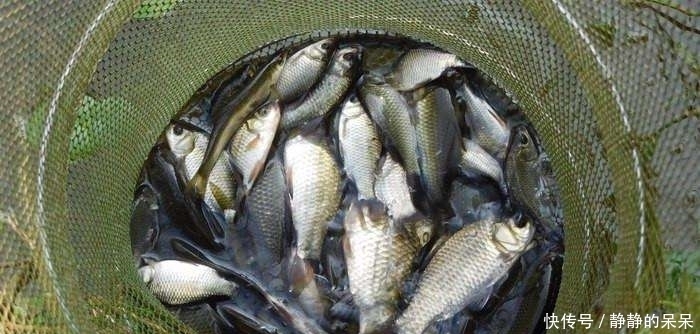 失败|炖鲫鱼只需加盐,汤特别白,而且零失败,原来以前都做错了