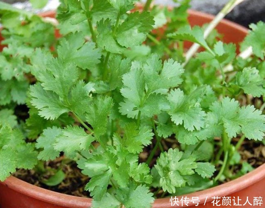 “5种菜”种阳台,好养又漂亮,天天采摘新鲜菜,一年不用买来吃
