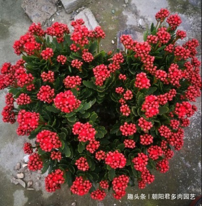 长寿花不爱开花教你2招！枝头全是花苞