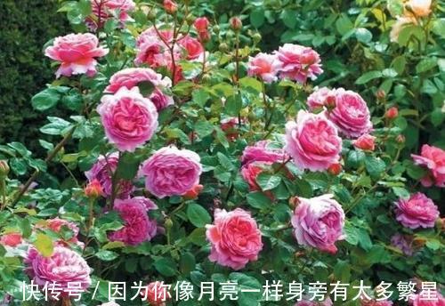 养月季花,教你一招,猛长笋芽,开花期长,每一种都很美
