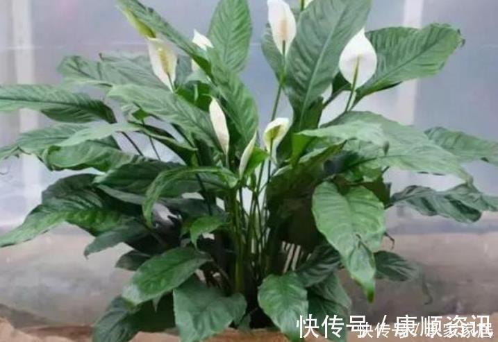 最受欢迎的花,家中养一盆不但能让阳台变花海,还能吸收甲醛