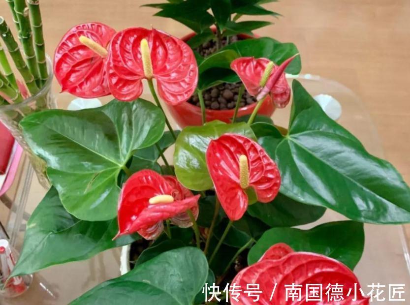 天然|1种很棒的天然生根剂,简单处理,养啥旺啥,却总被当垃圾丢了