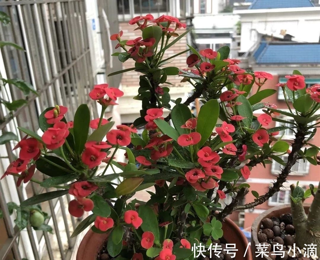 九种“皮实花”，多晒少管长得好，养成老桩更高档，绿萝没上榜