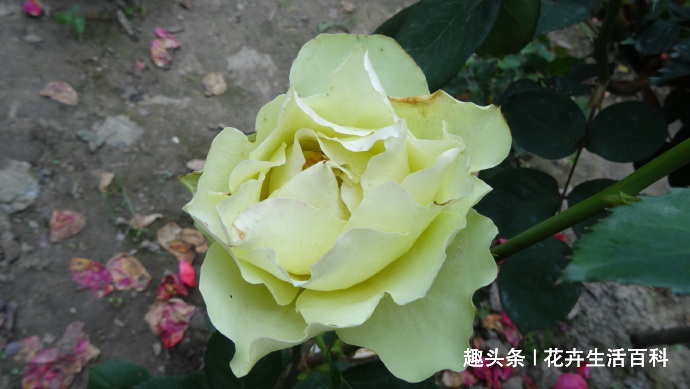 喜欢菊花，不如养盆“精品玫瑰”绿云玫瑰，宛如碧玉，实属珍品！