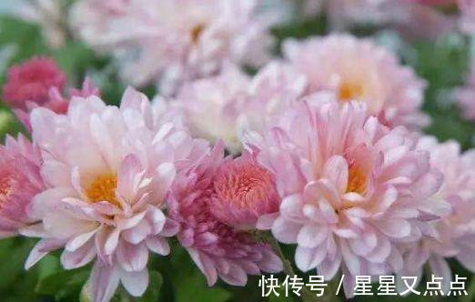 4种花,花朵又大又美,名字也好听,还能散发阵阵花香