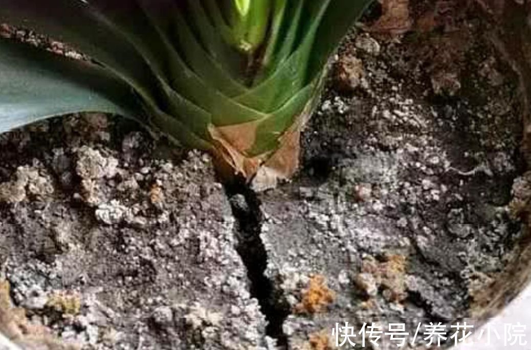 花盆里出现3个“信号”，说明该给它翻盆，否则养啥花也不长