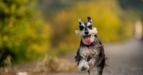 宠物趣评 最常见的小型犬 天合乐学帮助家长发现孩子的更多可能