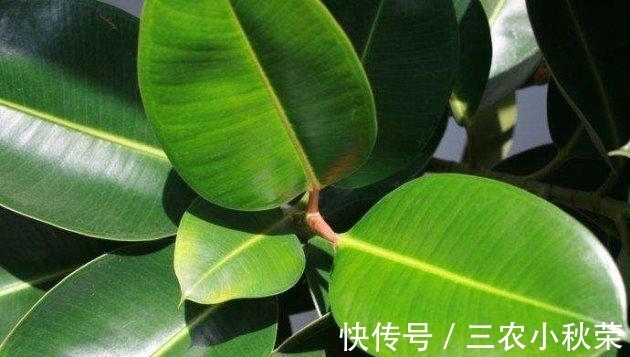 繁殖|橡皮树扦插繁殖正当时! 一张叶、一截枝, 长成一棵树!