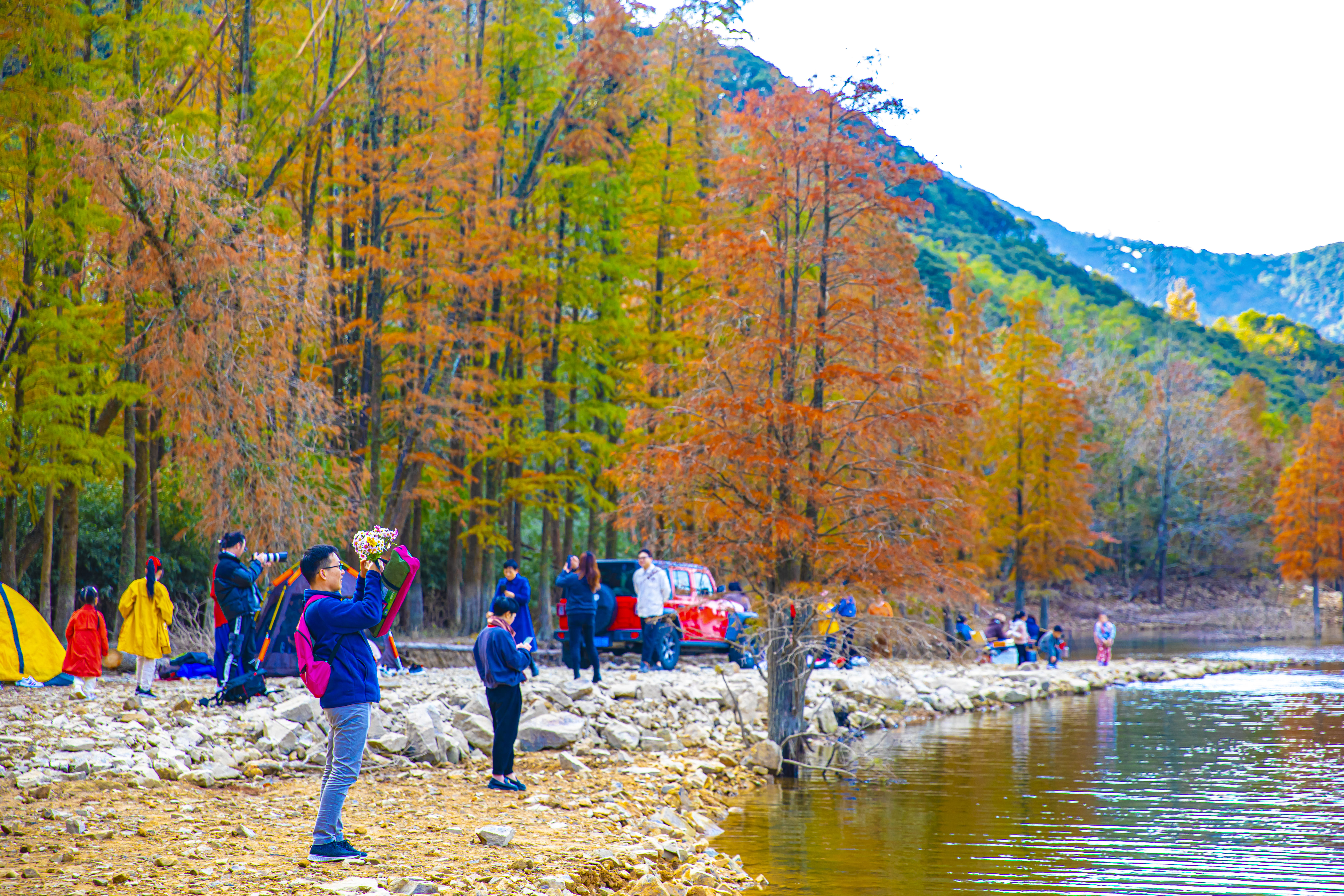 仓岙|象山仓岙水杉林美得像油画，你心动了吗？