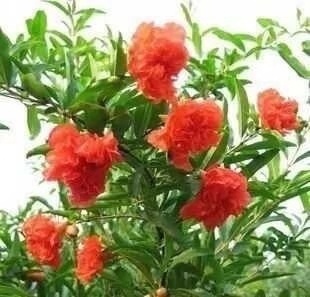 石榴花|此“花树”比绿萝好养10倍，见土就活、浇水疯长，花朵又红又大