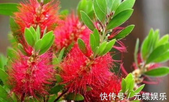 瓶刷子树|喜欢养花选“它”花语英姿飒爽,花开一串一串,颜色艳量多