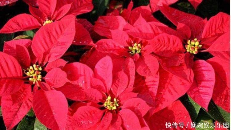 鸿运当头|家里就养3种花,高端大气又旺财,2021年鸿运当头,福运迎门!