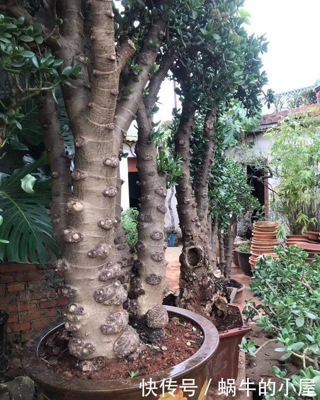 绣球|5种漂亮花,喜欢“穷养”,挤在破盆里,能养30年