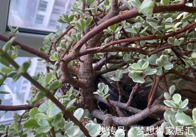 光照|4年不修剪的雅乐之舞长成这样，花友都说挺好看，早修剪会更美