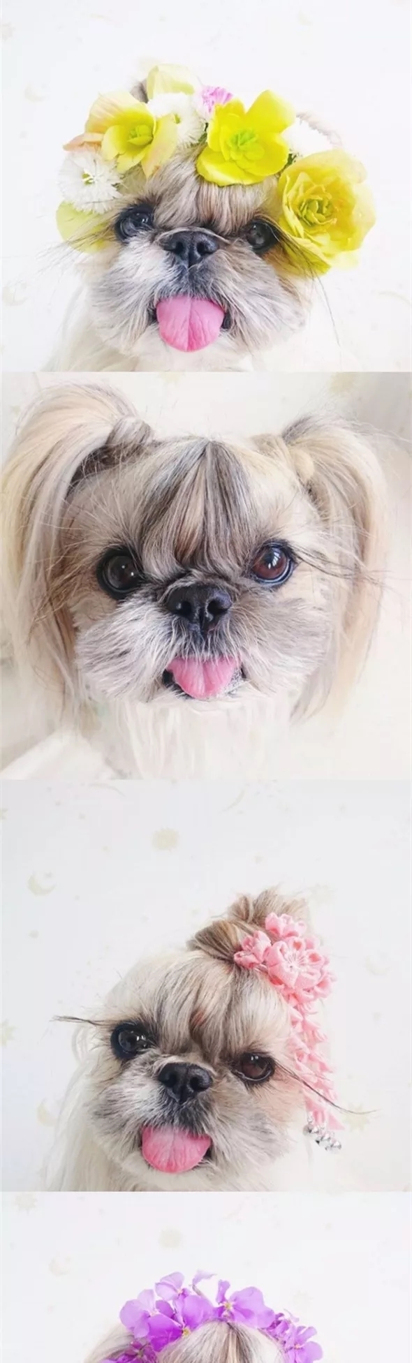 太可怕了，我的发型还没有一条狗好看！