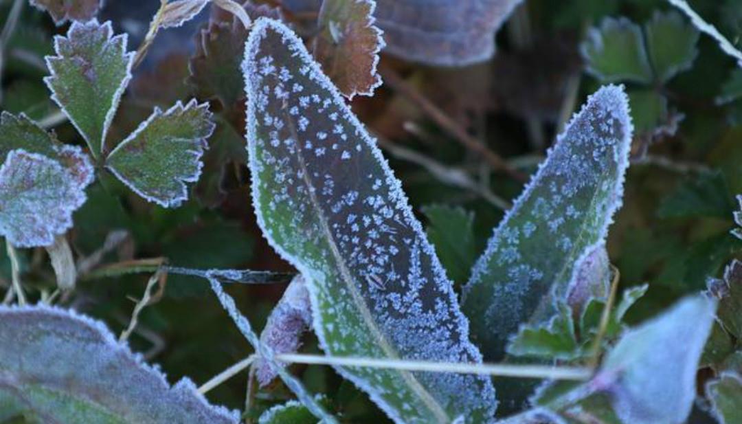 霜|杨万里一首很有趣的七绝《霜》,只是那么淡淡着笔,但是很唯美!