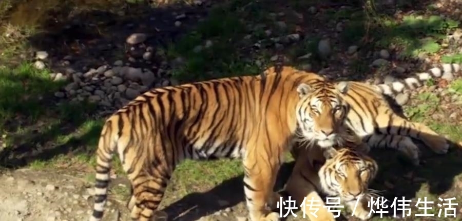 老虎|传说中有三头吊睛白额猛虎,武松打了一头,另外两头被谁打了?