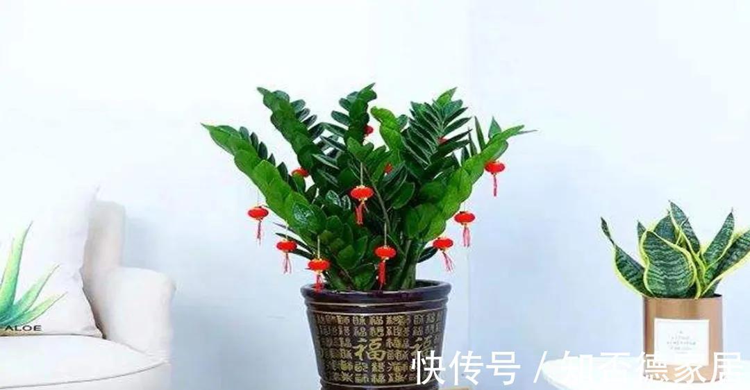 吉祥花|10大“吉祥花”适合养客厅,格调高,株型美,旺财又护家