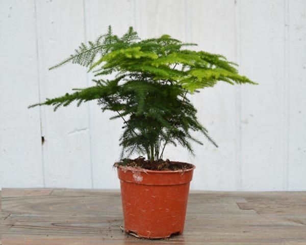 文竹|文竹与云竹有什么区别做好这两点,居然发现没区别