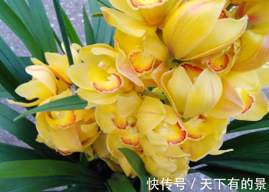 花盆|夏季超值款兰花:大花蕙兰,冬春爱开花,养一株香一室
