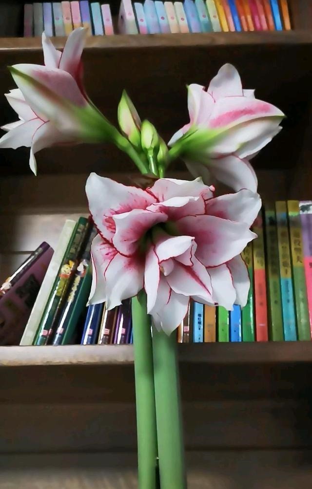 5种花越养越上瘾，只要养好一盆，就会特别喜欢