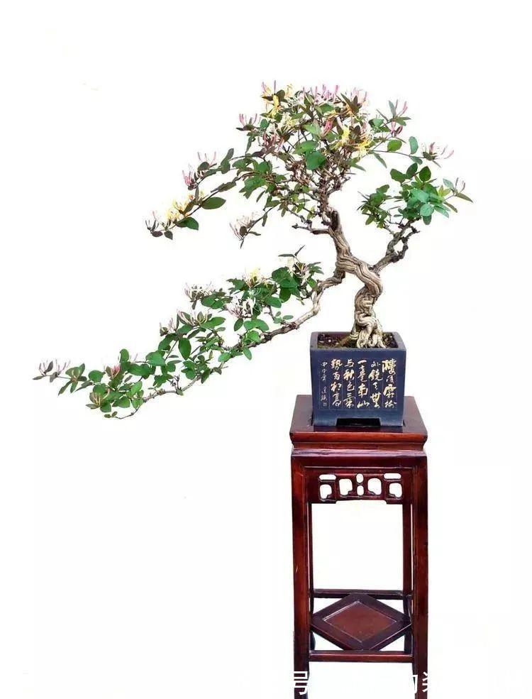 浇水|金银花根系发达,一造型便“立竿见影”,轻松获取盆景制作的欢乐