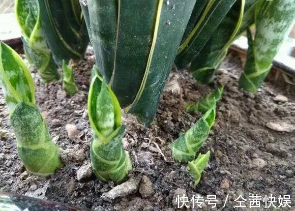 发财树|养花技巧6种花须用小盆“挤着养”，控水好、长得旺！