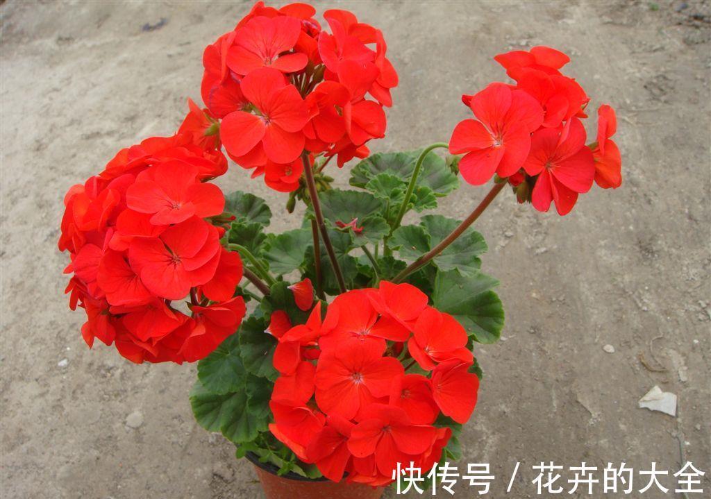 施肥|天竺葵不开花怎么办，注意4个方面天竺葵就能很快开花了