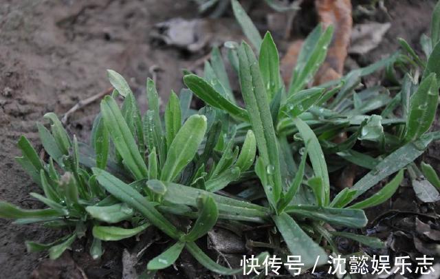 麦瓶草|天然的“止咳王”找到了,此野草用来煮水,清肺化痰,冬天不咳嗽