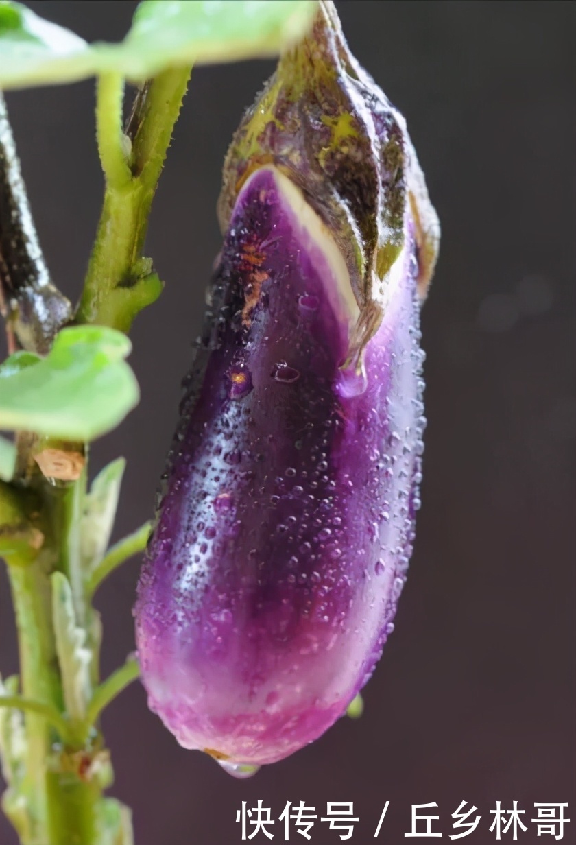 吃了半辈子茄子,还是这个做法最好吃,味道超正宗,饭店都吃不到
