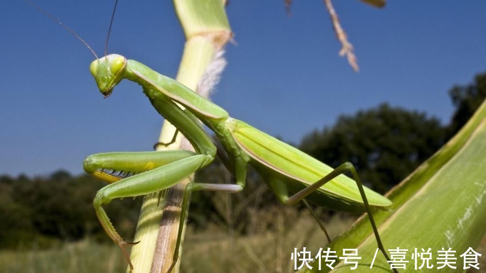 绿大娘|农村俗语“公牛不上床,快找绿大娘”什么意思?为何还有人相信?