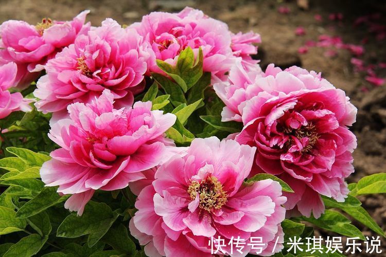 四季海棠|家养几款花,开花吉祥又喜庆,寓意超好的,红红火火好运来