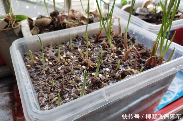 豆浆|这算不算全网最丰盛的豆浆呢!